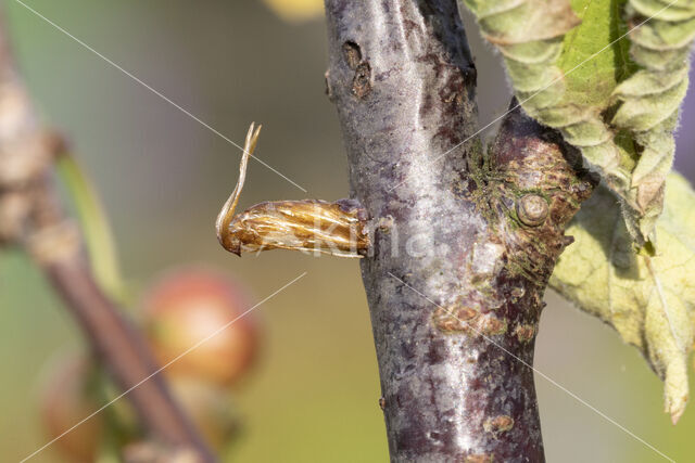 Currant Clearwing (Synanthedon tipuliformis)