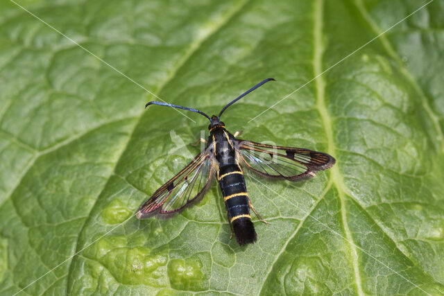 Bessenglasvlinder (Synanthedon tipuliformis)