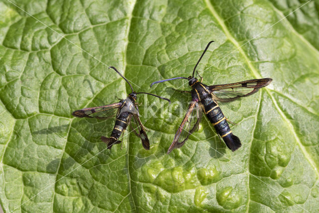 Currant Clearwing (Synanthedon tipuliformis)