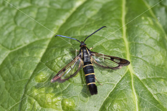 Currant Clearwing (Synanthedon tipuliformis)