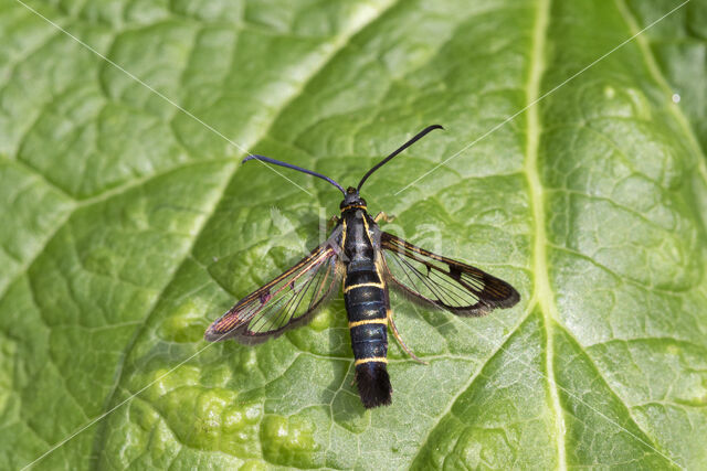 Currant Clearwing (Synanthedon tipuliformis)