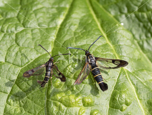 Currant Clearwing (Synanthedon tipuliformis)