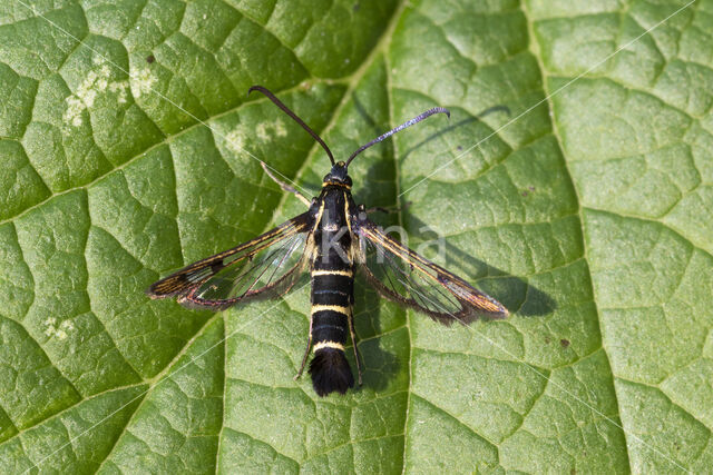 Currant Clearwing (Synanthedon tipuliformis)