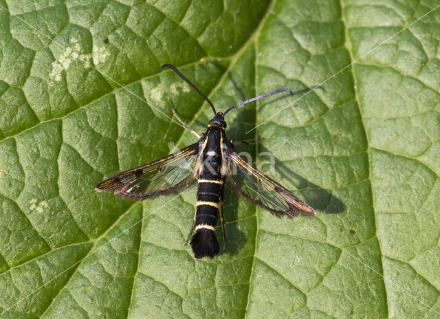 Currant Clearwing (Synanthedon tipuliformis)