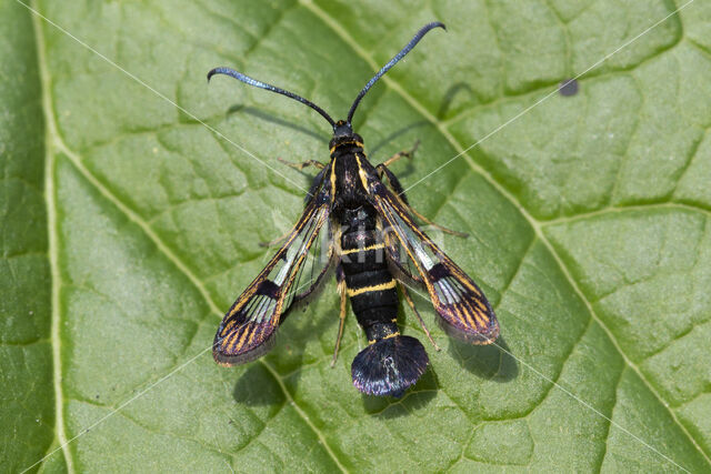 Currant Clearwing (Synanthedon tipuliformis)