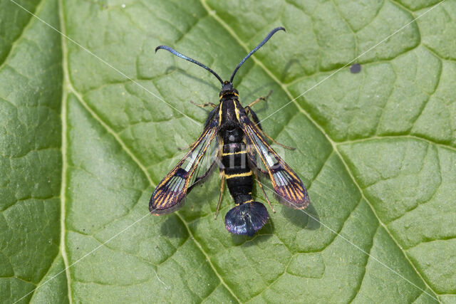 Currant Clearwing (Synanthedon tipuliformis)