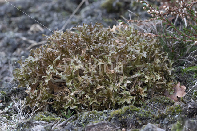 True Iceland lichen (Cetraria islandica)