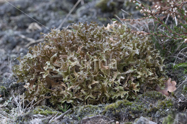 IJslands mos (Cetraria islandica)