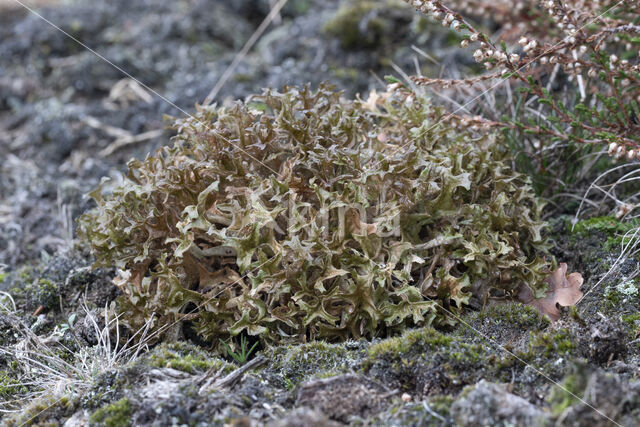 True Iceland lichen (Cetraria islandica)