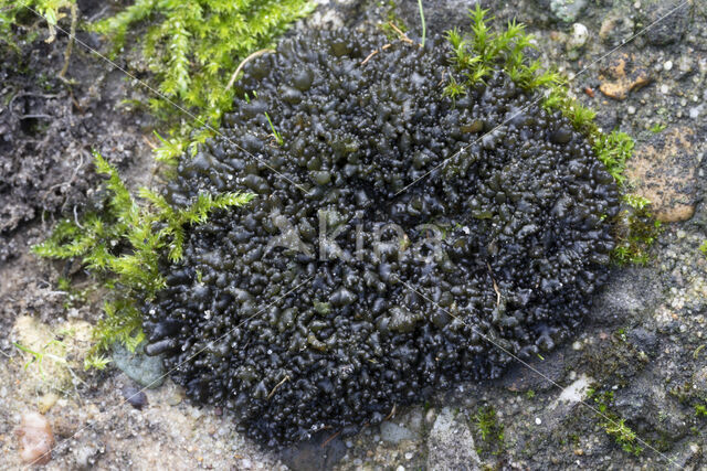 Soil jelly lichen (Collema tenax)