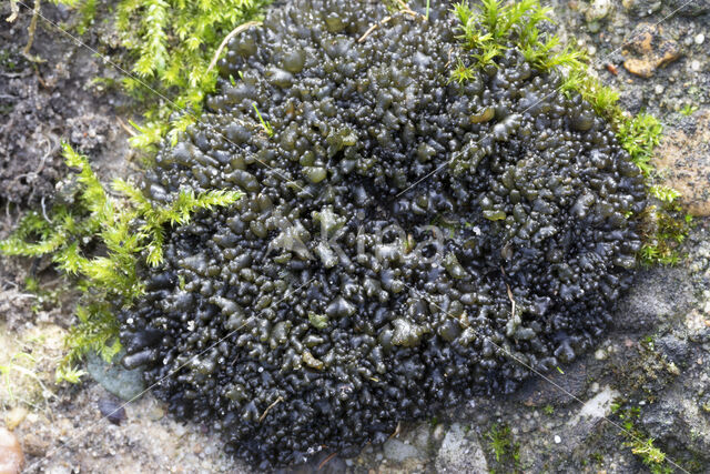 Soil jelly lichen (Collema tenax)