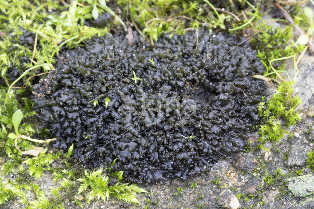 Soil jelly lichen (Collema tenax)