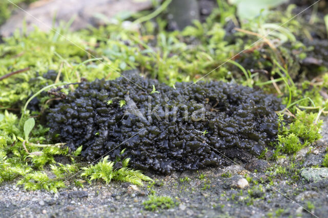 Soil jelly lichen (Collema tenax)