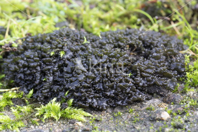 Soil jelly lichen (Collema tenax)