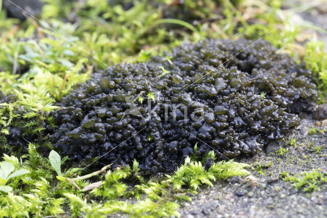 Soil jelly lichen (Collema tenax)