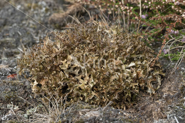 True Iceland lichen (Cetraria islandica)