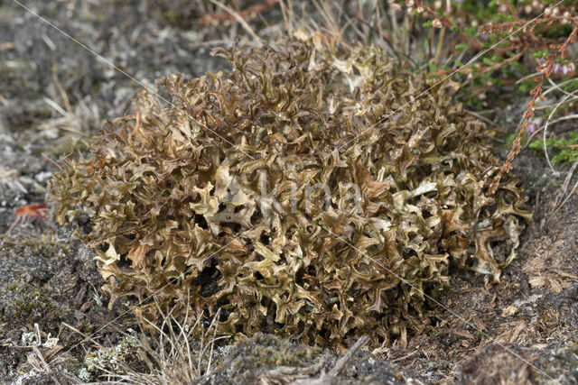 True Iceland lichen (Cetraria islandica)