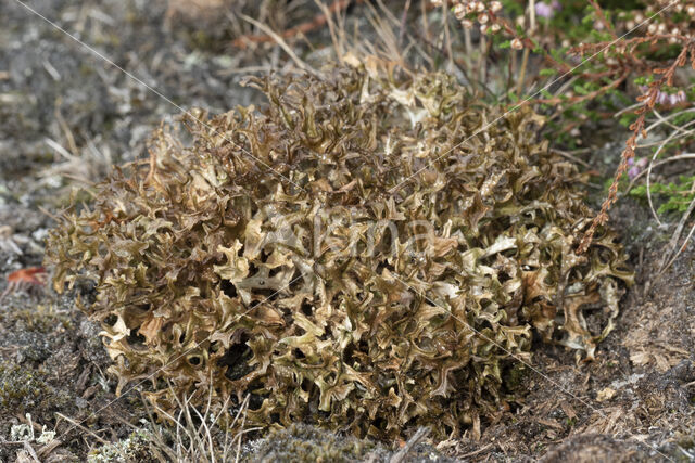 IJslands mos (Cetraria islandica)