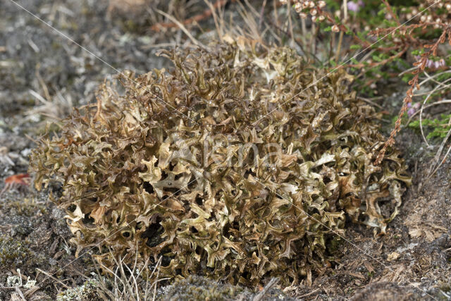 True Iceland lichen (Cetraria islandica)