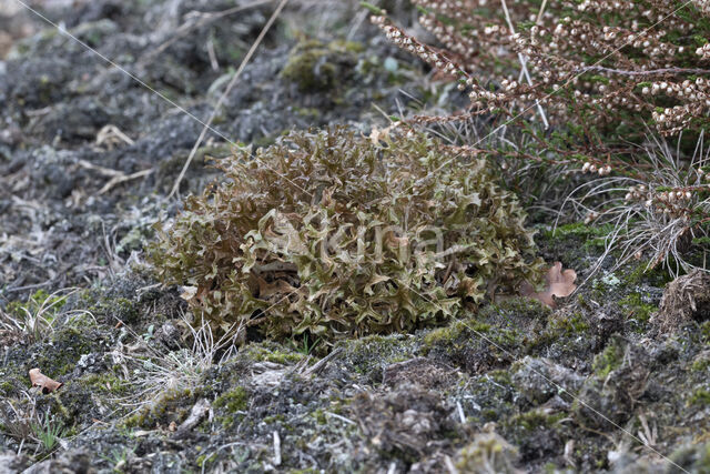 True Iceland lichen (Cetraria islandica)