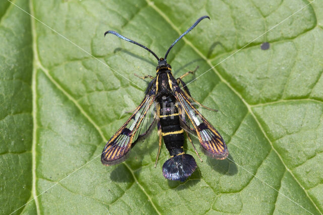 Currant Clearwing (Synanthedon tipuliformis)