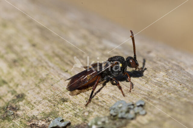 Wasp-bee (Nomada ferruginata)