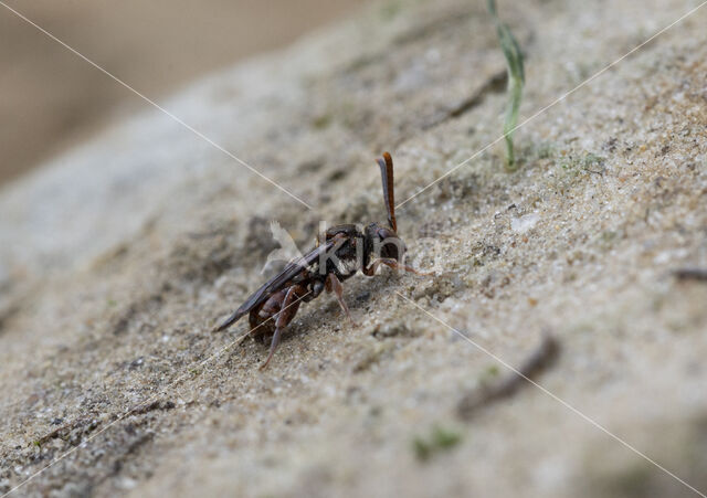 Charmouth Wasp-bee (Nomada sheppardana)