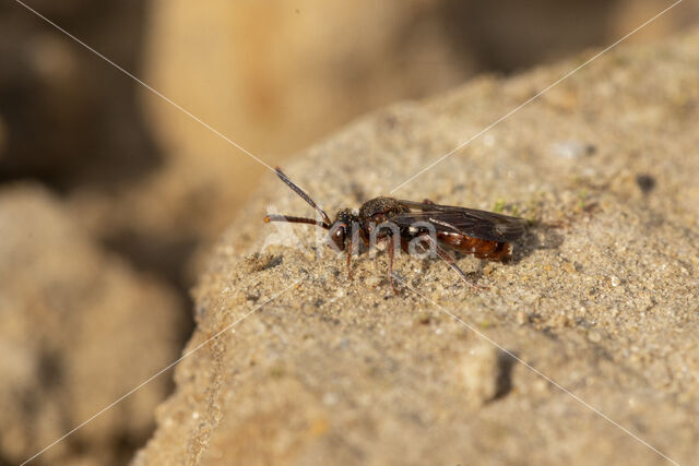 Charmouth Wasp-bee (Nomada sheppardana)