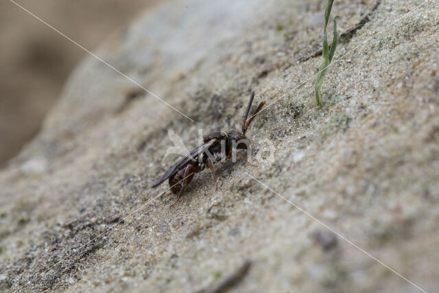 Charmouth Wasp-bee (Nomada sheppardana)