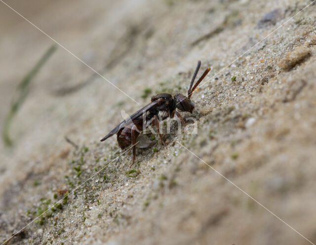 Charmouth Wasp-bee (Nomada sheppardana)