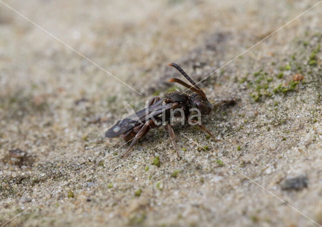 Charmouth Wasp-bee (Nomada sheppardana)