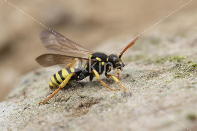 Geelzwarte wespbij (Nomada succincta)