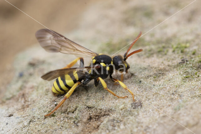 Geelzwarte wespbij (Nomada succincta)