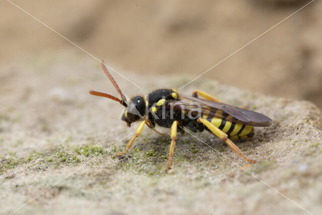 Wasp-bee (Nomada succincta)