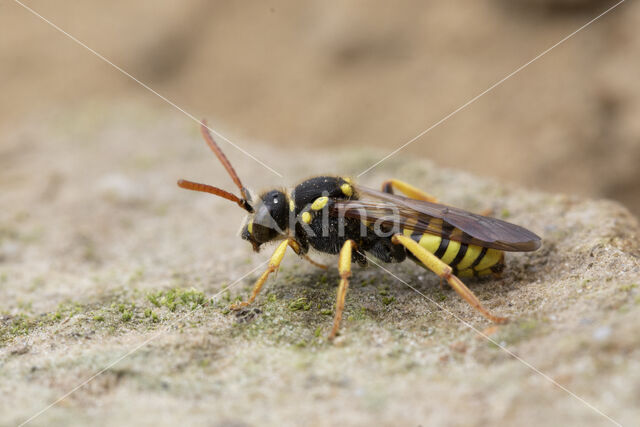 Geelzwarte wespbij (Nomada succincta)