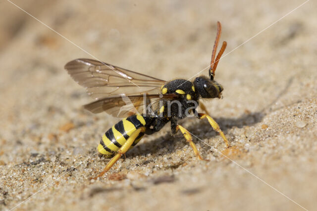 Geelzwarte wespbij (Nomada succincta)