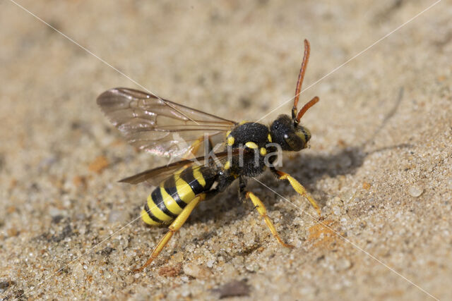 Wasp-bee (Nomada succincta)