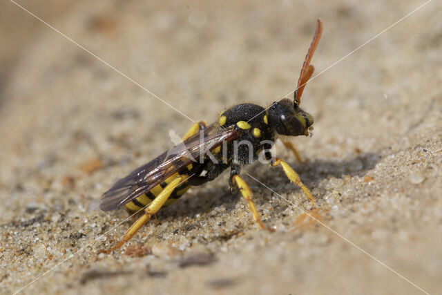 Geelzwarte wespbij (Nomada succincta)