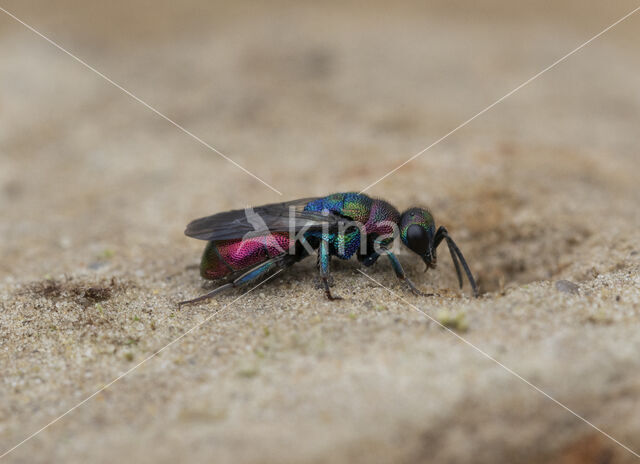 goudwesp (hedychrum rutilans)