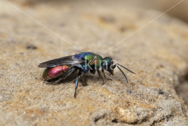 goudwesp (hedychrum rutilans)