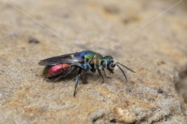 goudwesp (hedychrum rutilans)