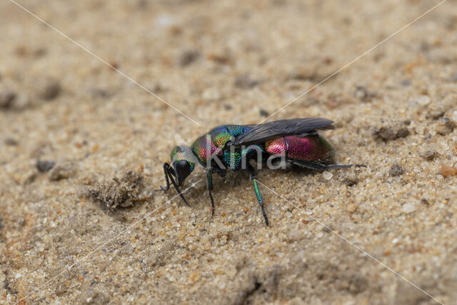 goudwesp (hedychrum rutilans)