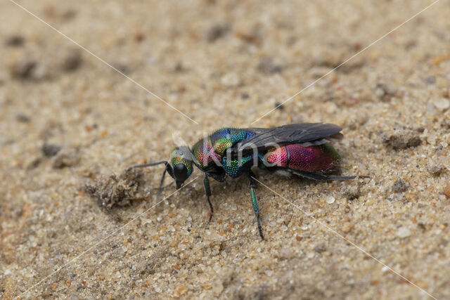 goudwesp (hedychrum rutilans)