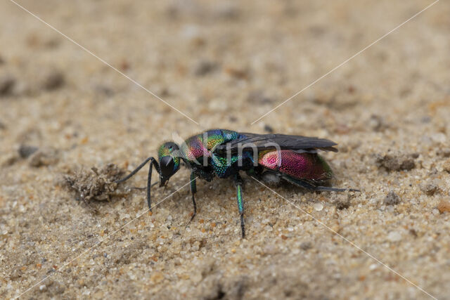 goudwesp (hedychrum rutilans)