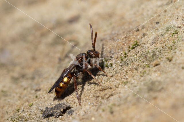 Gewone dubbeltand (Nomada ruficornis)