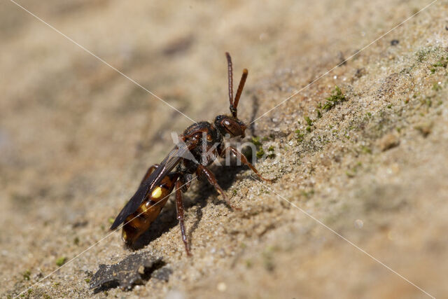 Gewone dubbeltand (Nomada ruficornis)