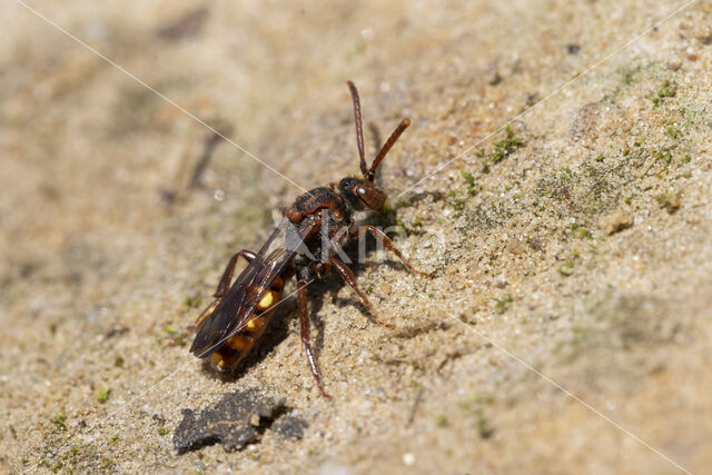 Gewone dubbeltand (Nomada ruficornis)