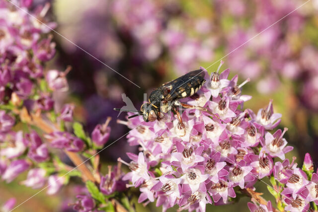 Heideviltbij (Epeolus cruciger)