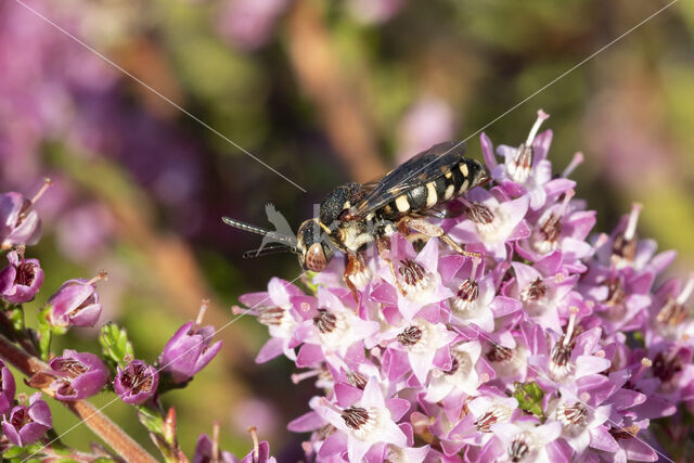 Heideviltbij (Epeolus cruciger)