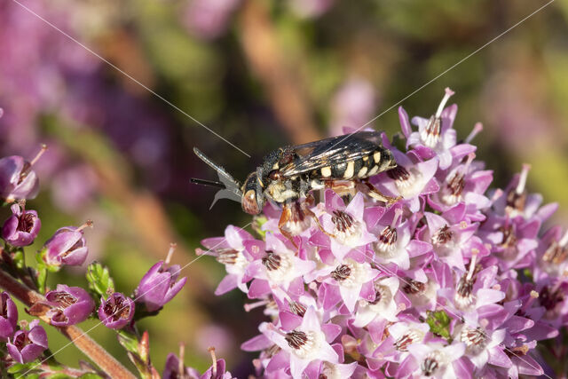 Heideviltbij (Epeolus cruciger)